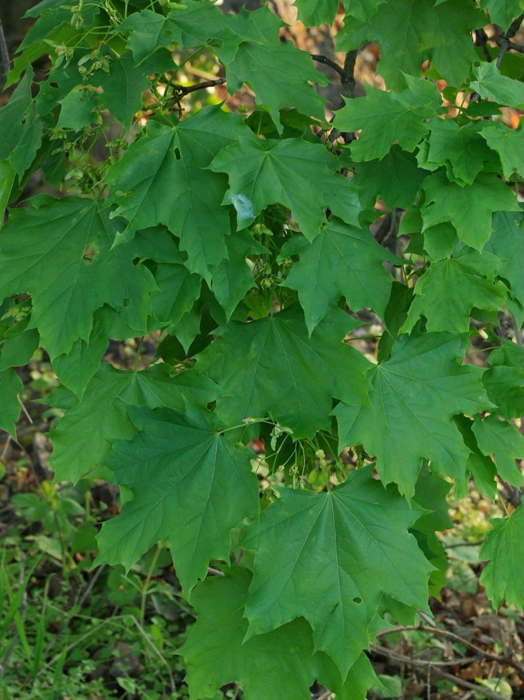 Acer platanoides - 40-60 CM bare root 1/1